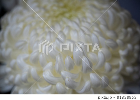 白い菊 厚物 白い菊 厚物 81358955