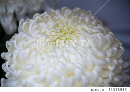 白い菊 厚物 81358956