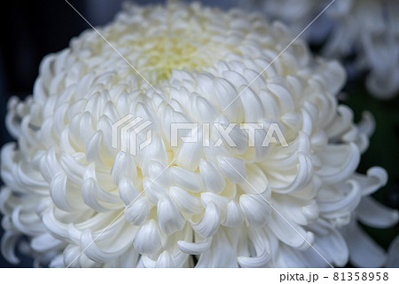 白い菊 厚物 白い菊 厚物 81358958