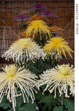 縦に並んだ黄色と白の大菊 (管物 太管 間管 細管 針管) 縦に並んだ黄色と白の大菊 (管物 太管 間管 細管 針管) 81358989