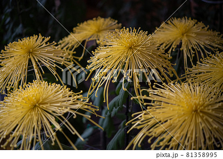 黄色の大菊 (管物 太管 間管 細管 針管) 黄色の大菊 (管物 太管 間管 細管 針管) 81358995