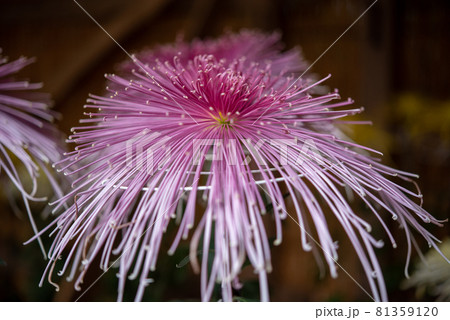 ピンクの大菊　（管物　太管　間管　細管　針管） 81359120