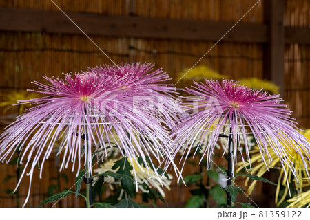 ピンクの大菊 (管物 太管 間管 細管 針管) ピンクの大菊 (管物 太管 間管 細管 針管) 81359122