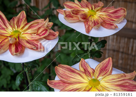 一文字菊　御紋章菊 81359161