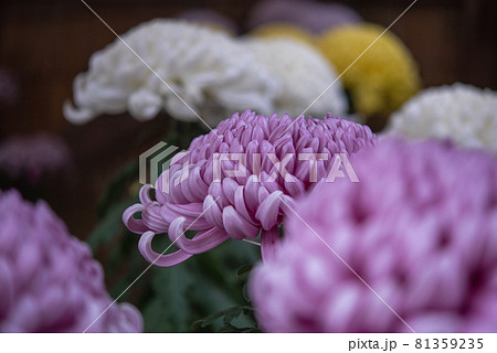 ピンクや白の大菊 厚物 81359235