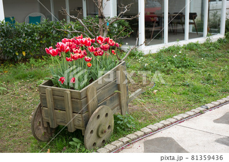 花 フラワー お花 81359436