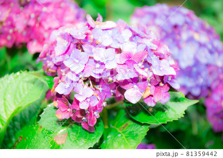 紫陽花 アジサイ あじさい 81359442
