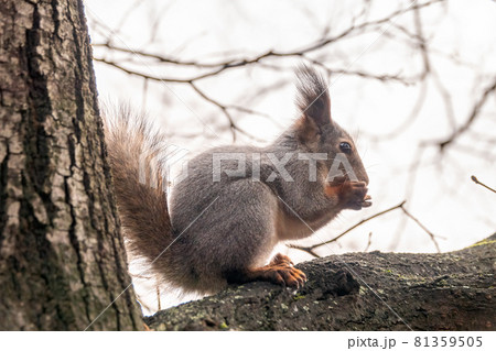 Squirrel with nut in Autumn sits on a branch Squirrel with nut in Autumn sits on a branch 81359505