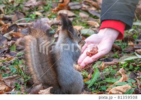 Girl feeds a squirrel with nuts in an autumn park. 81359508