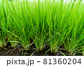 稲_水田 81360204
