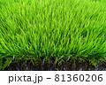 稲_水田 81360206