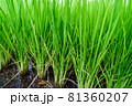 稲_水田 81360207
