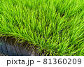 稲_水田 81360209