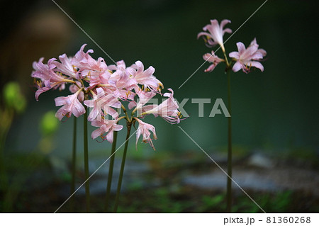 花 女性 女 81360268