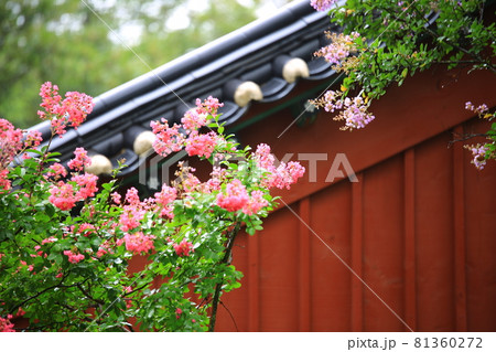 花 女性 女 81360272