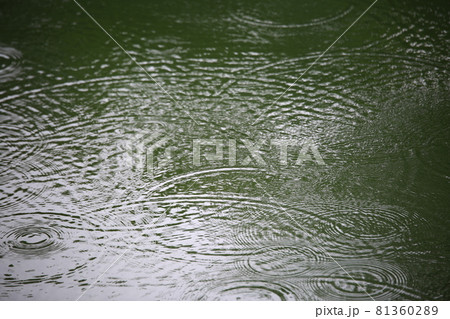 池 女性 女 81360289