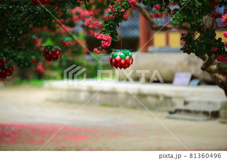 花 女性 女 81360496