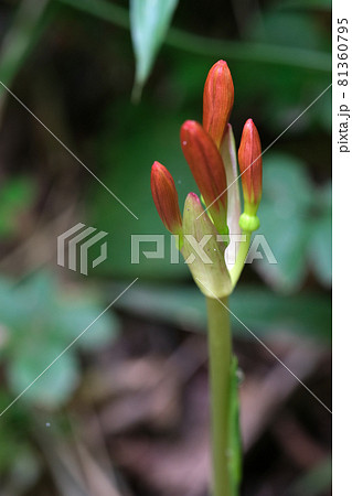 キツネノカミソリの蕾み キツネノカミソリの蕾み 81360795
