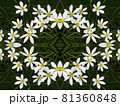 白いタマスダレの花の油絵調図柄 81360848