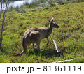 動物 動物学 カンガルー 81361119