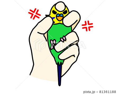 セキセイインコ　保定　怒り 81361188
