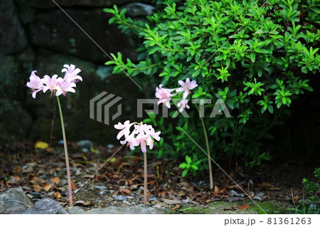 花 サム 女性 81361263