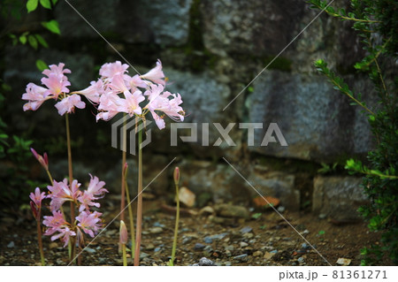 花 サム 女性 81361271