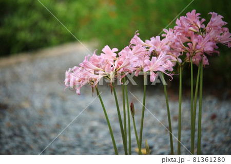 花 植物 女性 81361280