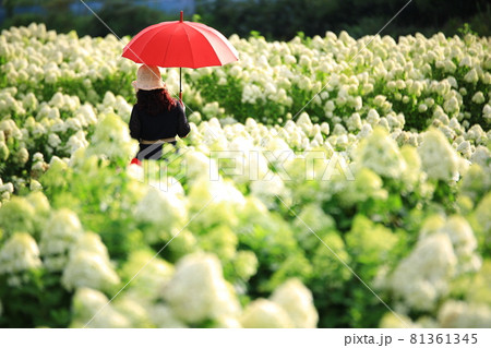 花 花畑 女性 81361345