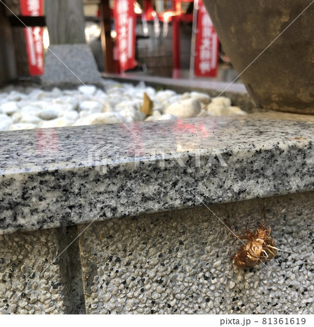 神社　セミの抜け殻 81361619