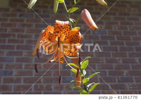 成 植物 花 81361770