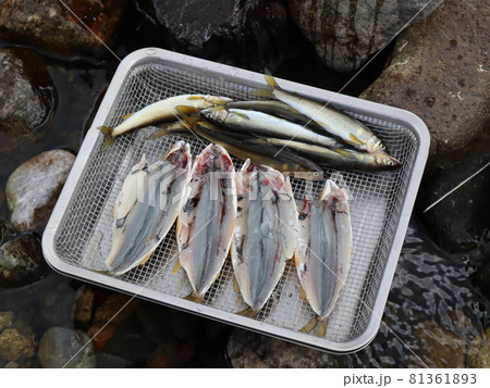 琵琶湖畔・犬上川で小鮎釣り&天ぷらを食す 琵琶湖畔・犬上川で小鮎釣り&天ぷらを食す 81361893