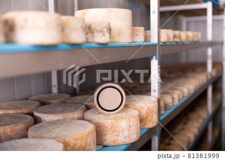 Matured cheese wheels on shelves in cheese dairy Matured cheese wheels on shelves in cheese dairy 81361999