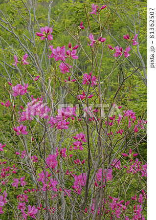 新緑の森で赤紫色の花を咲かせるムラサキヤシオツツジ 81362507