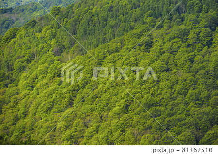 萌葱の新緑に覆い尽くされた春の山裾 81362510