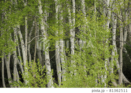 シラカバの木立に新芽が開いていく 81362511