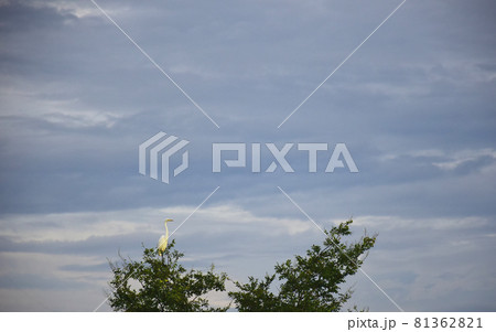 孤高の白鷺 白鷺の居る風景 樹上の白鷺 孤高の白鷺 白鷺の居る風景 樹上の白鷺 81362821