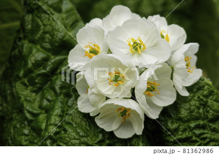 木陰で満開になったサンカヨウの白い花々 81362986