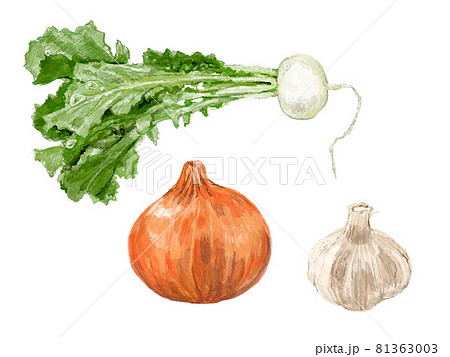 手描きの野菜のイラスト 81363003