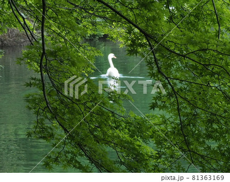 南伊奈ヶ湖のコブハクチョウ 南伊奈ヶ湖のコブハクチョウ 81363169