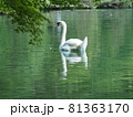 夏の白鳥 81363170