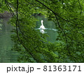 紅葉と白鳥 81363171