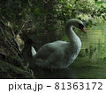 凛々しい白鳥 81363172