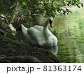 白鳥の湖 81363174
