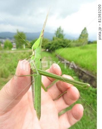 ショウリョウバッタ メス 手にとまる大きさの分かる写真の写真素材