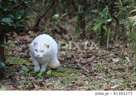 警戒して木に隠れながら周りの気配をうかがう白猫 81363275