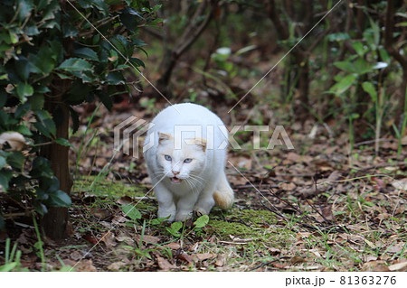木陰からそっと鳴く美しい白い地域猫 木陰からそっと鳴く美しい白い地域猫 81363276