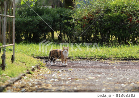 庭に遊びに来てきょとんとする三毛野良猫 81363282