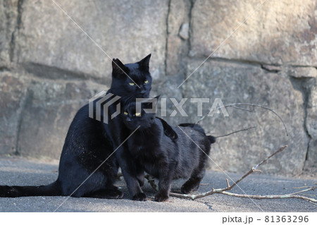 子猫の肩に優しく手を置く黒猫母猫 子猫の肩に優しく手を置く黒猫母猫 81363296