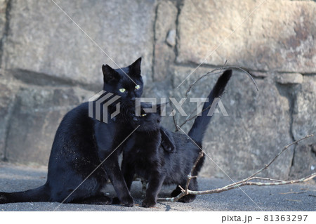 子猫を抱きしめる優しいお母さん猫の写真素材